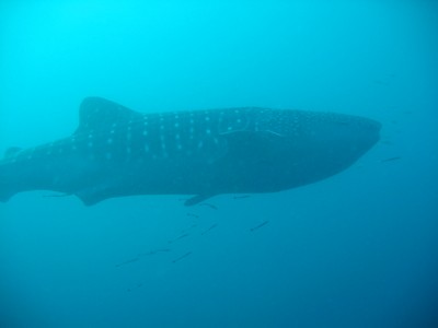 Whale shark